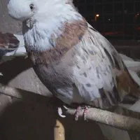 یک جفت کبوتر نوک قنار