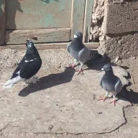 هرسه تاشون تازه گرفته شده