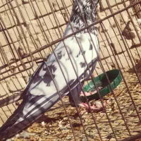 کفتر|پرنده|بمپور, |دیوار