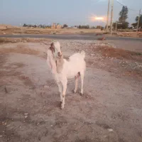 قوچ یک ساله بزغاله جوان با دوتا بز