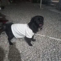 سگ اشپیتز نر ۸ ماهه|سگ|گرگان, |دیوار