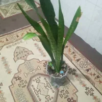 گل‌سانسوریا‌