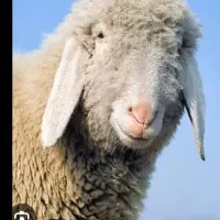 گاوگوسفندحذفی