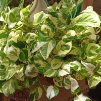 گل پتوس ابلق زعفرانی و ارتشی