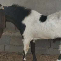 نر بز پاکستانی