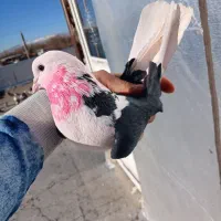 یه جفت کفتر