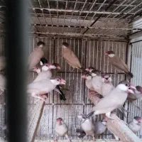 فنج نرگسی شکلاتی|پرنده|کازرون, |دیوار