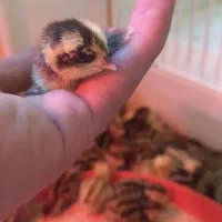 جوجه بلدرچین  2روزه