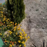 باغ اسبار/باغ اسپار