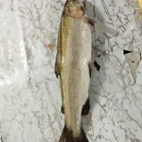 ماهی تازه دریایی|خوردنی و آشامیدنی|تهران, میرداماد|دیوار