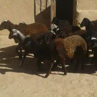 بره بهاری|حیوانات مزرعه|درگهان, |دیوار