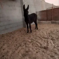 کره خر ۵ماهه نر قیمت ۶تومن