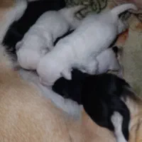 سگ رایگان 6عدد همگی باهم داده میشود