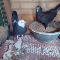 کفتر پرشی درجه یک|پرنده|یزد, |دیوار