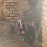 مرغو خروس فروشی|حیوانات مزرعه|کاشمر, |دیوار