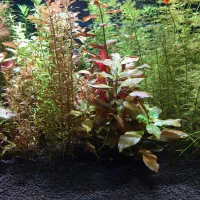 فروش آکواریوم پلنت کامل و حرفه ای|ماهی|تبریز, |دیوار