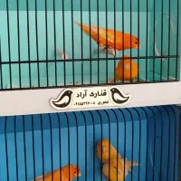 قناری رد فکتور و نگرو کبالت قیمت ویژه|پرنده|تایباد, |دیوار