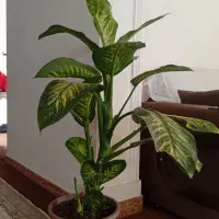 گل دیفن باخیا|گل و گیاه طبیعی|تالش, هشتپر|دیوار