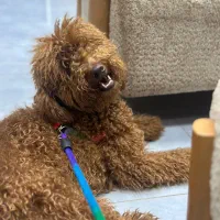 پودل اصیل|سگ|تهران, پاسداران|دیوار