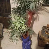 نخل مصنوعی