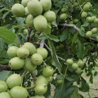 معجزه و نجات دهنده باغات شمابا کودهای ارگانیک کروا