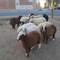 گوسفند زنده باپلاک سلامت برای عید قربان