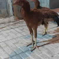 قناری مرغ لاری