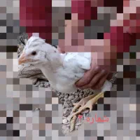 انواع مرغ و خروس نژاددار به همراه توری مرغی|حیوانات مزرعه|زرند, |دیوار
