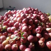 باغ ۱۵۰۰ متری ، باغشهر غزال سهرین،  امکانات کامل|فروش خانه و ویلا|قره پشتلو, |دیوار