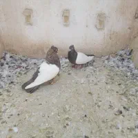 جفت سینه قهوه ای درجه 1 وبزک سینه سفید و شهری سبز