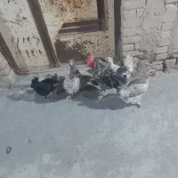 چند عدد مرغ کاگلی به فروش با یک خروس به فروش میرسد