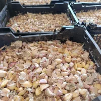 خریدار سیر ضایعاتی،نقد