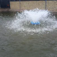 بچه ماهی|ماهی|دشتابی, |دیوار