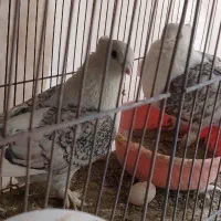 یک جفت کبوتر بلژیکی