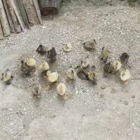جوجه اردک سن یک ماهه تعداد15عدد