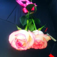 پرنده پیداشده