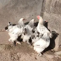 جوجه برهما۴عدد