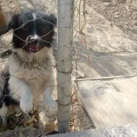 سگ نگهبان|سگ|باغستان, |دیوار