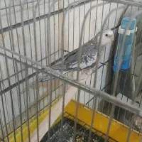 خریدو فروش پرندگان زینتی عروس.ملنگو گرینچیک برزیلی|پرنده|کرج, حصارک بالا|دیوار