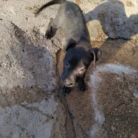 حیوان|سگ|مسجد سلیمان, |دیوار