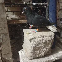 شهرستان باوی