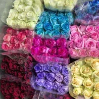 پخش گل رز مستقیم از گلخانه تهران