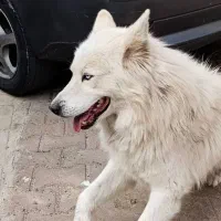 سگ هاسگی مالاموت