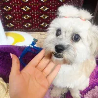 واگذاری رایگان سگ شیتزو مالتیز بسیار آروم و بامزه