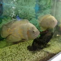 ماهی گوشتخوار اسکار