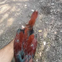 مرغ و خروس لاری|حیوانات مزرعه|رودبنه, |دیوار