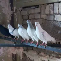 کبوتر بالاگیر