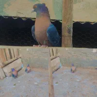 فروش چند عدد کفتر رنگی و نقش و پرشی