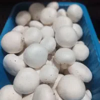 قارچ دکمه ای