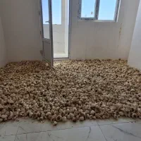 سیر|خوردنی و آشامیدنی|قزوین, |دیوار